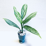 ハイドロカルチャー　アグラオネマ  シルバーキング　小石原焼　陶器　観葉植物