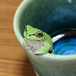 蛙の湯呑み