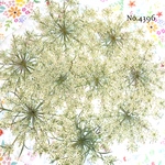 ♡人気作品♡ 作家様必見！レースフラワーの押し花セット♡