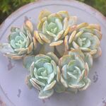 抹茶　大きいです　1ヶ＊カット苗・韓国苗・多肉植物