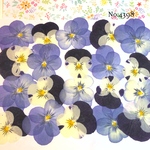 ♡new♡送料無料 ☆ビオラ☆ 押し花セット