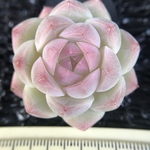 新作　多肉植物　エケベリア　桜だんご　抜き苗　1株