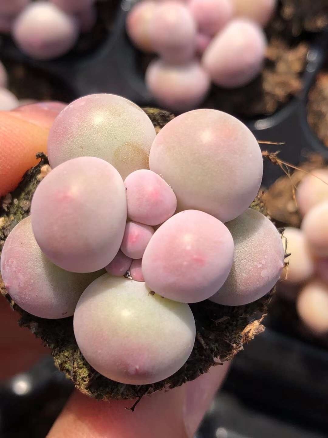 超可愛い 多肉植物 ぷくぷく 生クリームチーズ 4cm 抜き苗 1株 - 愛 