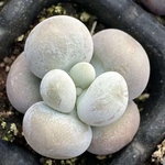 多肉植物　ぷくぷく系　雪苺娘チーズ　抜き苗　小苗　2-3cm  2苗999円