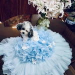 シンデレラ豪華Princessweddingdress　撮影用　記念　ふんわりドレス　犬　猫