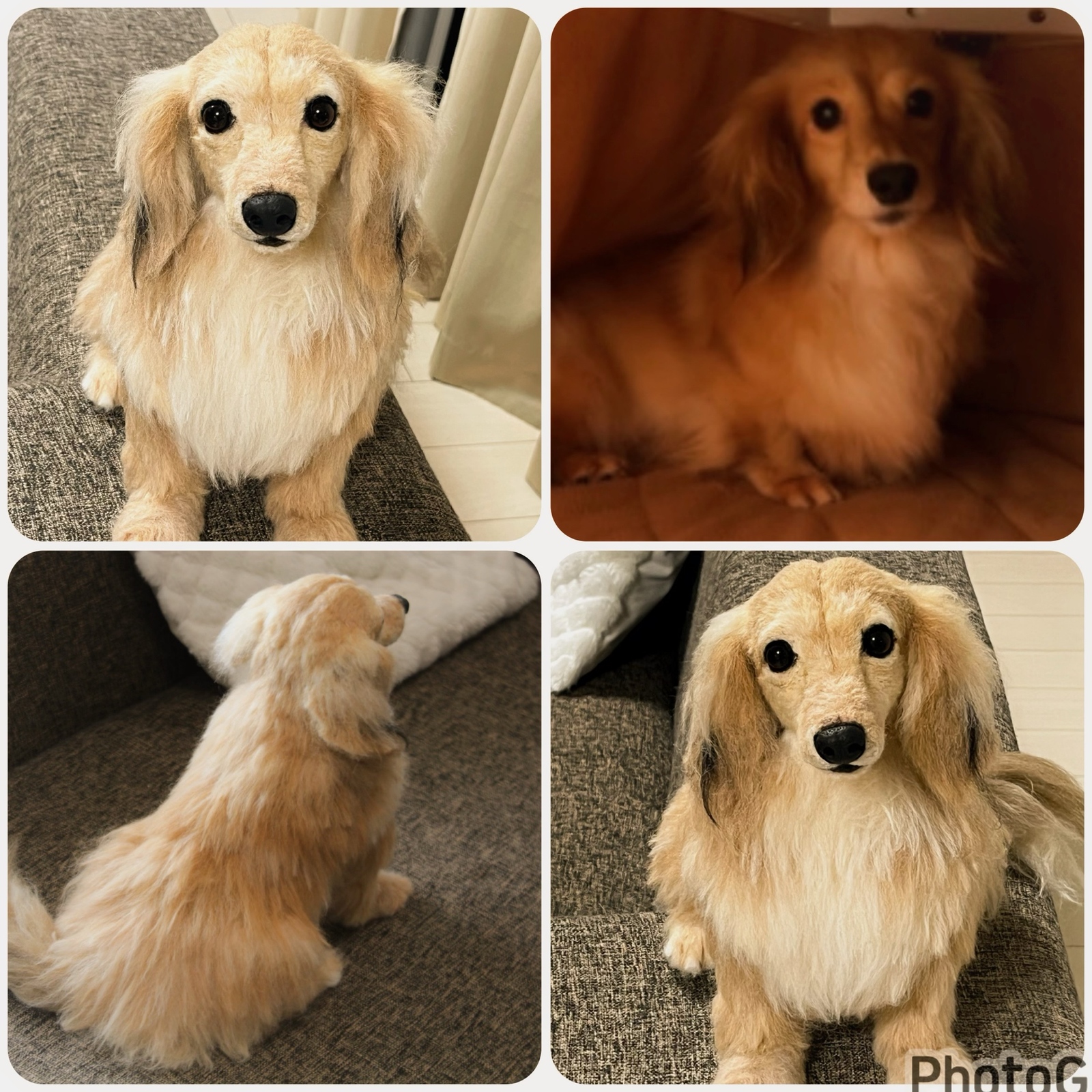 うちの子オーダー】リアル 愛犬さんのオーダー 羊毛フェルトオーダー