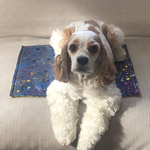セール★リバーシブルカフェマット★星柄×イエロードット　犬用マット