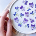 【押し花素材】ミニビオラ　ミックス　pressed flowers