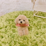 小さなトイプードルちゃん