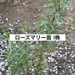 【限定】ローズマリー ポット苗 ハーブ 無農薬