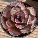 【⑦ ブラッククイーン　エケベリア】♡韓国苗♡多肉植物