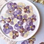 ★【押し花素材】ビオラ　アンティークカラー　pressed flowers
