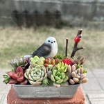 ★送料無料★♡そのまま飾れる♡シマエナガちゃんの多肉植物寄せ植え╰(*´︶`*)╯♡
