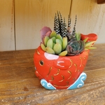 🆕キュートなめで鯛㊗️寄せ植え♡