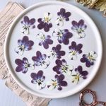 【押し花素材】ビオラ　うさぎワイン　pressed flowers
