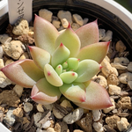 超レア希少！★中里リンゼアナ実生 多肉植物 自家栽培 国産