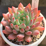 人気品種！★ブルーエルフ 多肉植物 自家栽培 国産