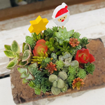 1点限り！多肉寄せ植え