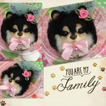pomemi様専用オーダー犬 わんこ羊毛フエルトストラップ
