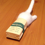 【New!】 猫・スポっ！とかわいい 袋にゃんこ 白猫