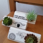 多肉植物のマグネット３個セット