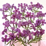 シバザクラの押し花