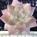 超可愛い　多肉植物　エケベリア　真珠　4-5cm   カット苗　1株