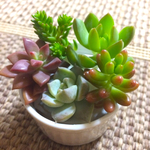 カット苗セット/多肉植物
