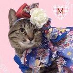 送料無料☆彡Mサイズパフスリーブ風和柄ワンピース2023③〜猫のワンピース