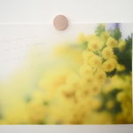 [トレーシングペーパー] bouquet - mimosa - ＜A4サイズ 7枚入＞　