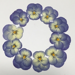 天然押し花素材  4