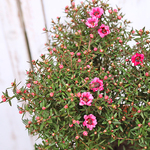 🌷花苗 八重咲き ギョリュウバイ 魚柳梅 トピアリー 4号ポット 花壇 寄せ植え かわいい🌷
