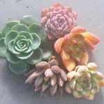 再販！フォロワー様限定☆いつもありがとうございます♡中サイズ苗セット