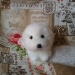 白い仔犬