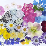 【ワンコイン】押し花カラフルセット  花珠