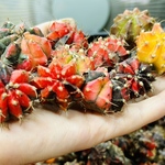 サボテン  ギムノカリキウム ハイブリッド 1.8-4cm 緋牡丹錦 赤牡丹5株