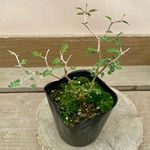 愛らしい枝ぶりがかわいい　観葉植物　ソフォラ  ミクロフィラ／リトルベイビー