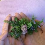 多肉植物　ミニクリップ 　ピンク