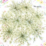 ♡人気作品♡ 作家様必見！レースフラワーの押し花セット♡