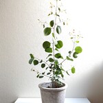 ●数量限定●新作● ユーカリの木 大きめ　”ユーカリ　ポポラス（マルバユーカリ）グレー鉢/受け皿セット”　観葉植物　ハーブ　インテリア　おしゃれ　人気