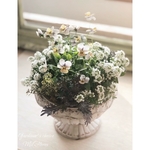 ･*. Maria in vintage Goblet ･*.  マリアとアリッサムのゴブレットポット植え