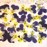♡new♡送料無料 ☆ビオラ☆ 押し花セット