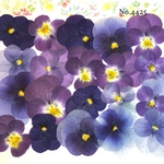 ♡new♡送料無料 ☆ビオラ☆ 押し花セット