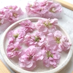 ドライフラワー  花材【ストック】