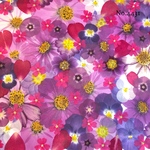 ♡new♡作家様必見♡押し花MIXセット♡押し花セット