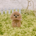 小さなトイプードルちゃん