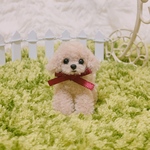 小さなトイプードルちゃん