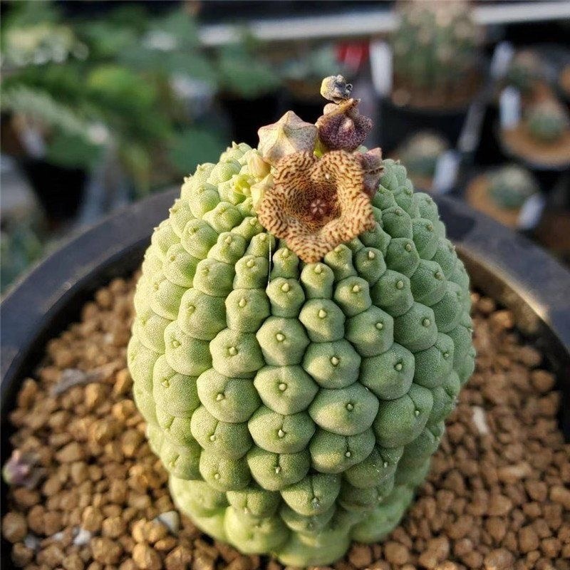 仏頭玉【超特大株】ラリレアキア カクティフォルメ 1個入り 仏頭玉 希少ラリレアキア カクティフォルメ ガガイモ 3