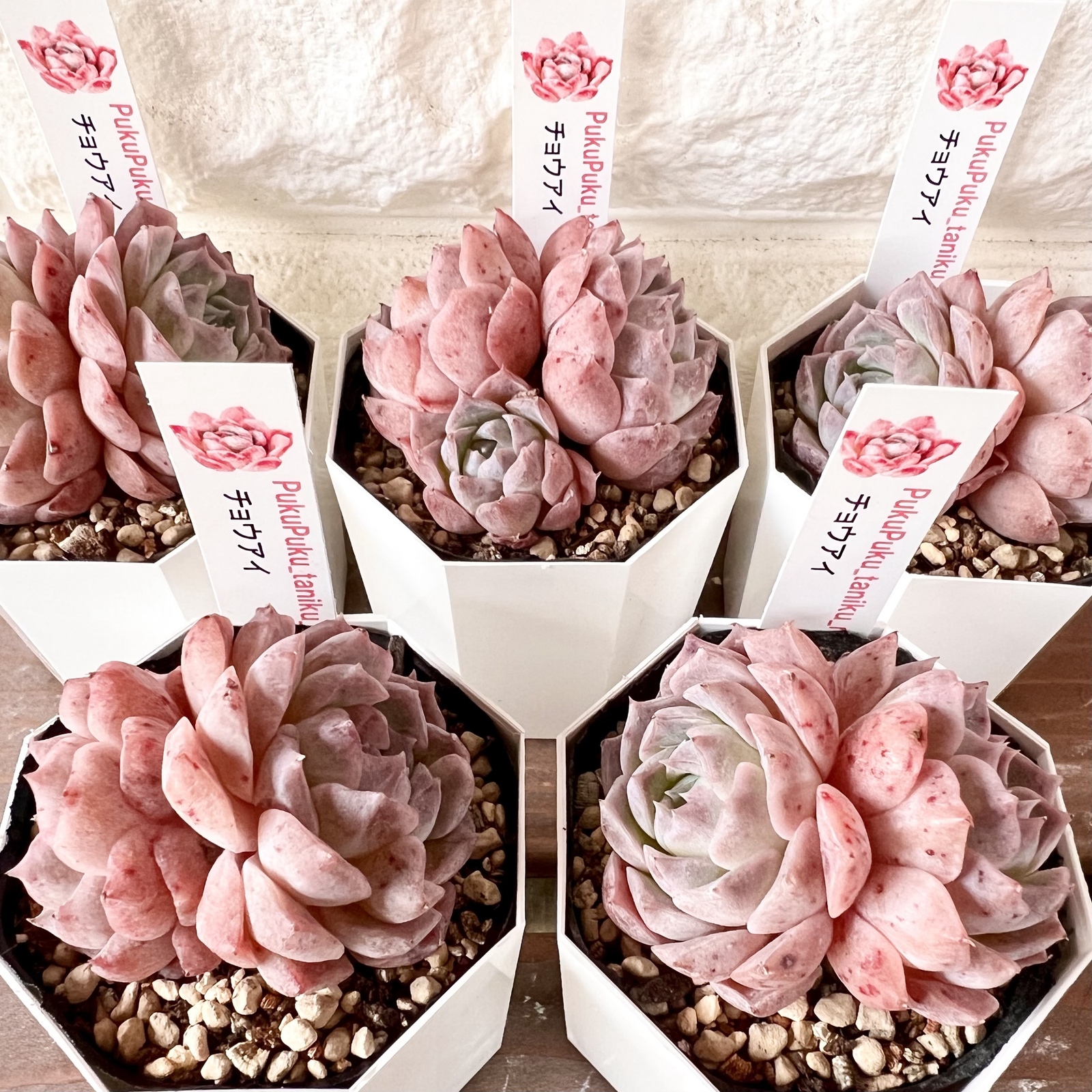 多肉植物】ピンクローシン（札付き） - PukuPuku GALLERY | minne