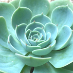 人気種!!エケベリア/七福神/3号鉢/多肉植物
